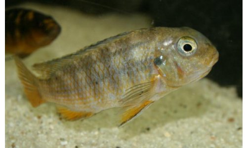 Tropheops red cheek chizumulu